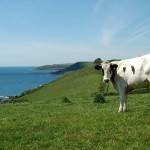 Carswell Cows
