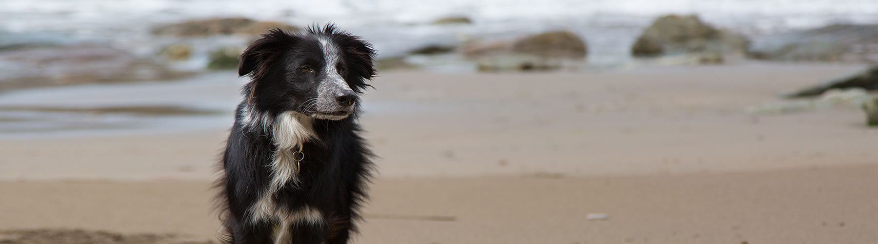 Dog Friendly Beaches South Devon